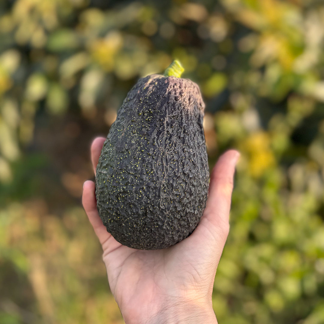 Aguacate mano